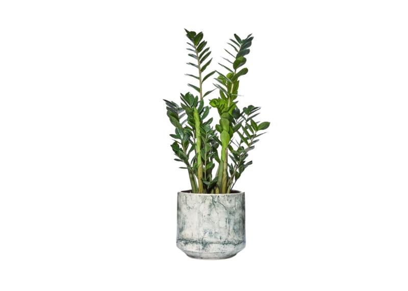Chậu cây Kim Tiền lá xanh mướt trong không gian làm việc